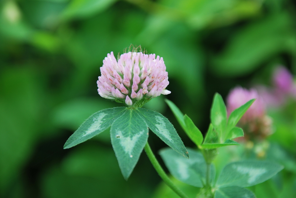 ������ ��������