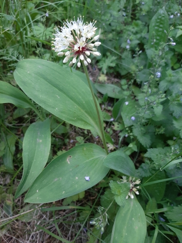 ��� �������