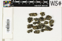 ������������ ���������, ������������ �������