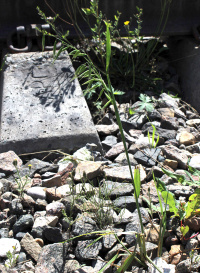 ���� ������