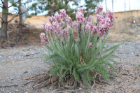 ������������� �������������