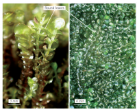 ����������� �����������������