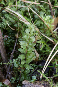 ����������� �������