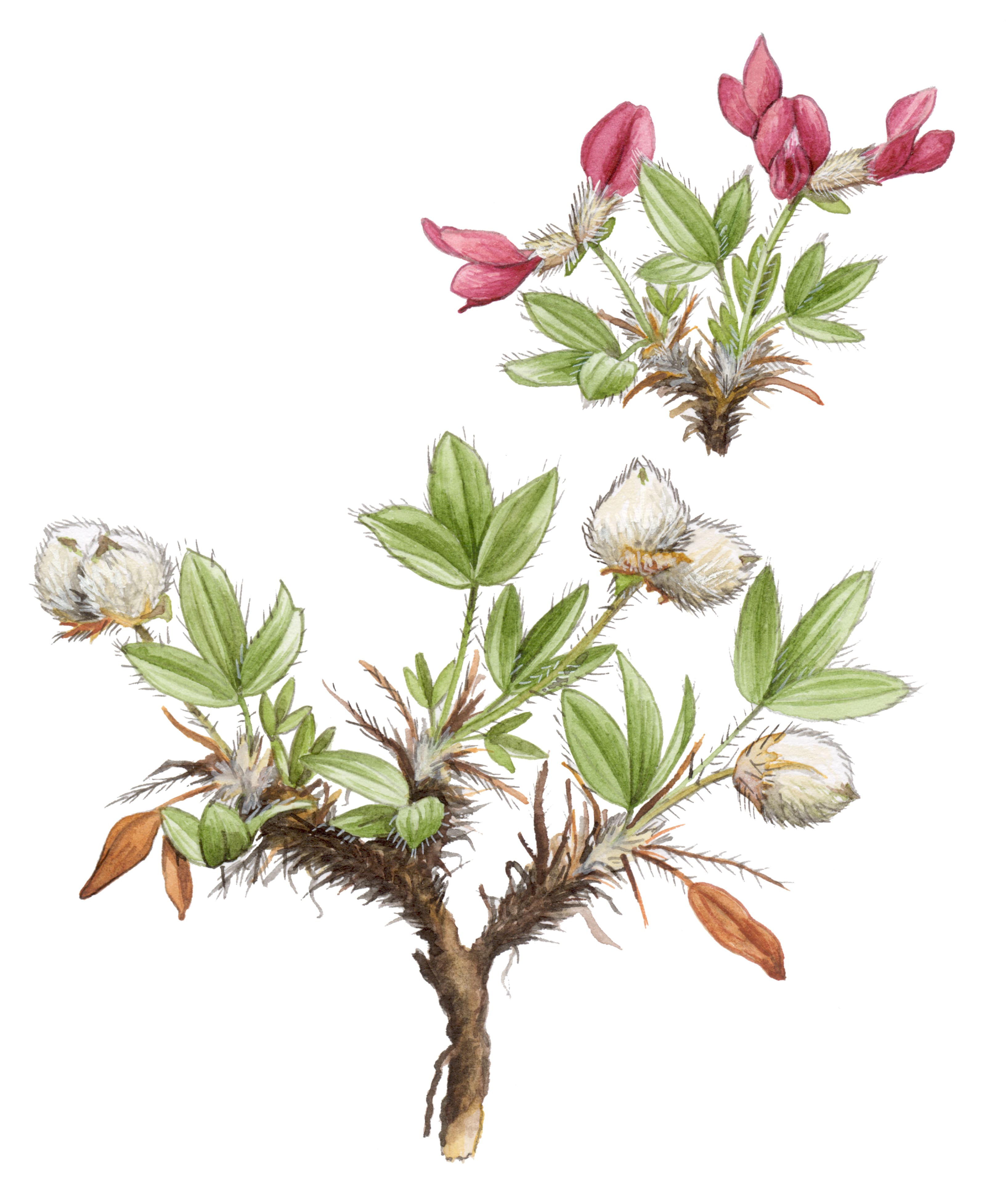 ������������� ���������������