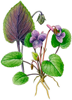 ������ ����������-��������������