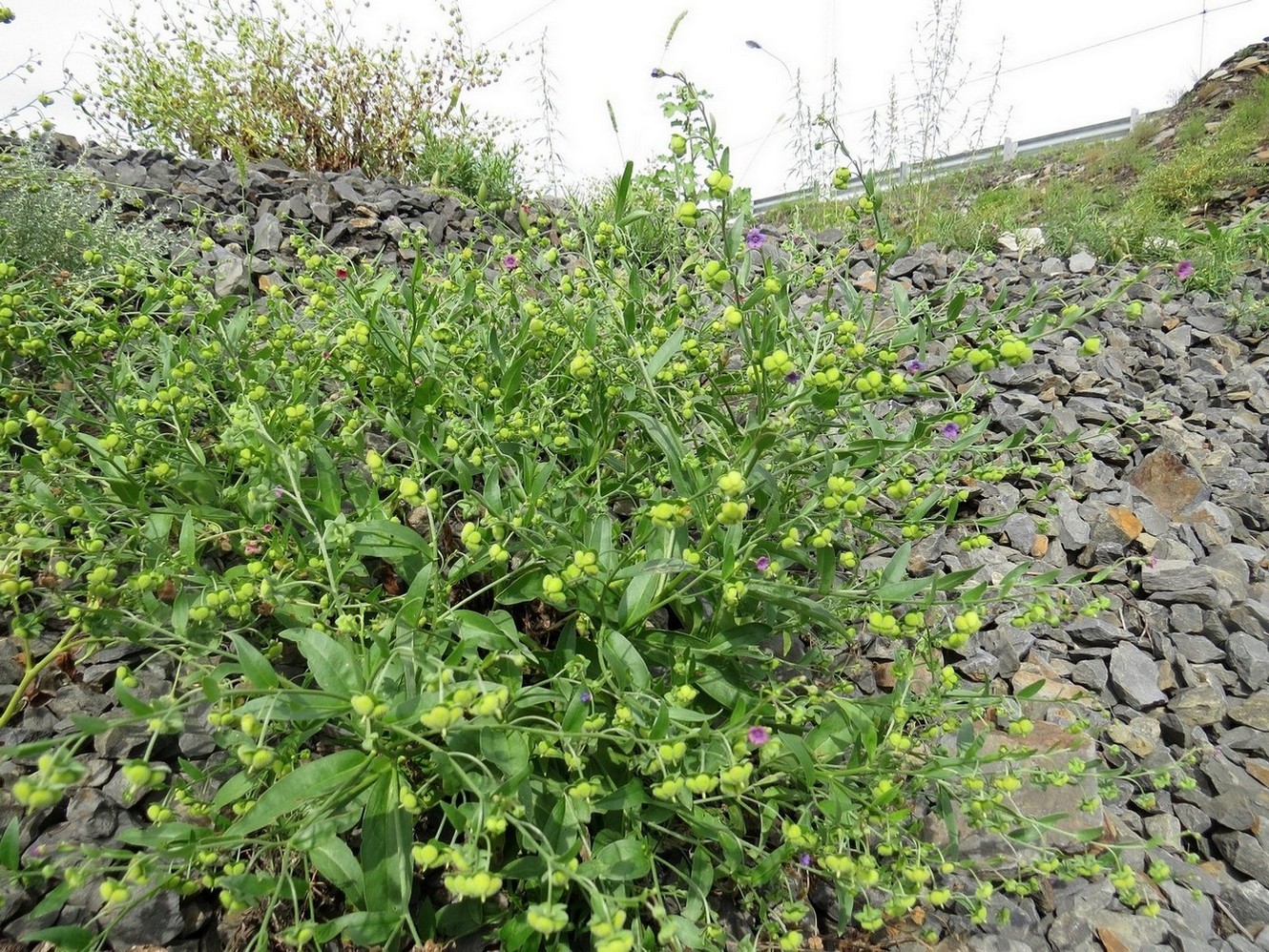 ����������� �������������