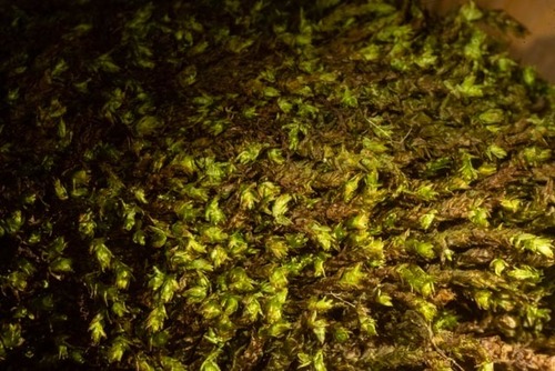 ����������� ������