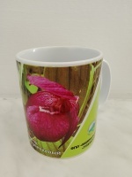 ������ ������� ����������, ������ ��������