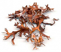 ����������� ���������� 