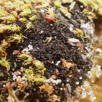 ���������� ���������