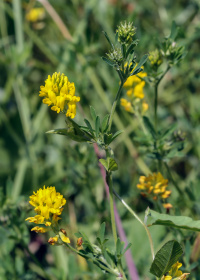 ������� �����������