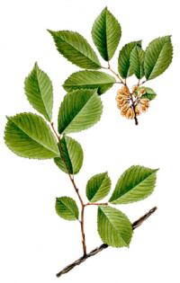 ���� ��������