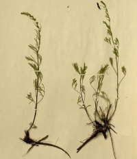 ������ ���������