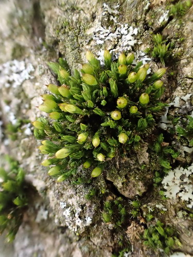 ���������� �����������