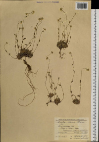 ������ �����