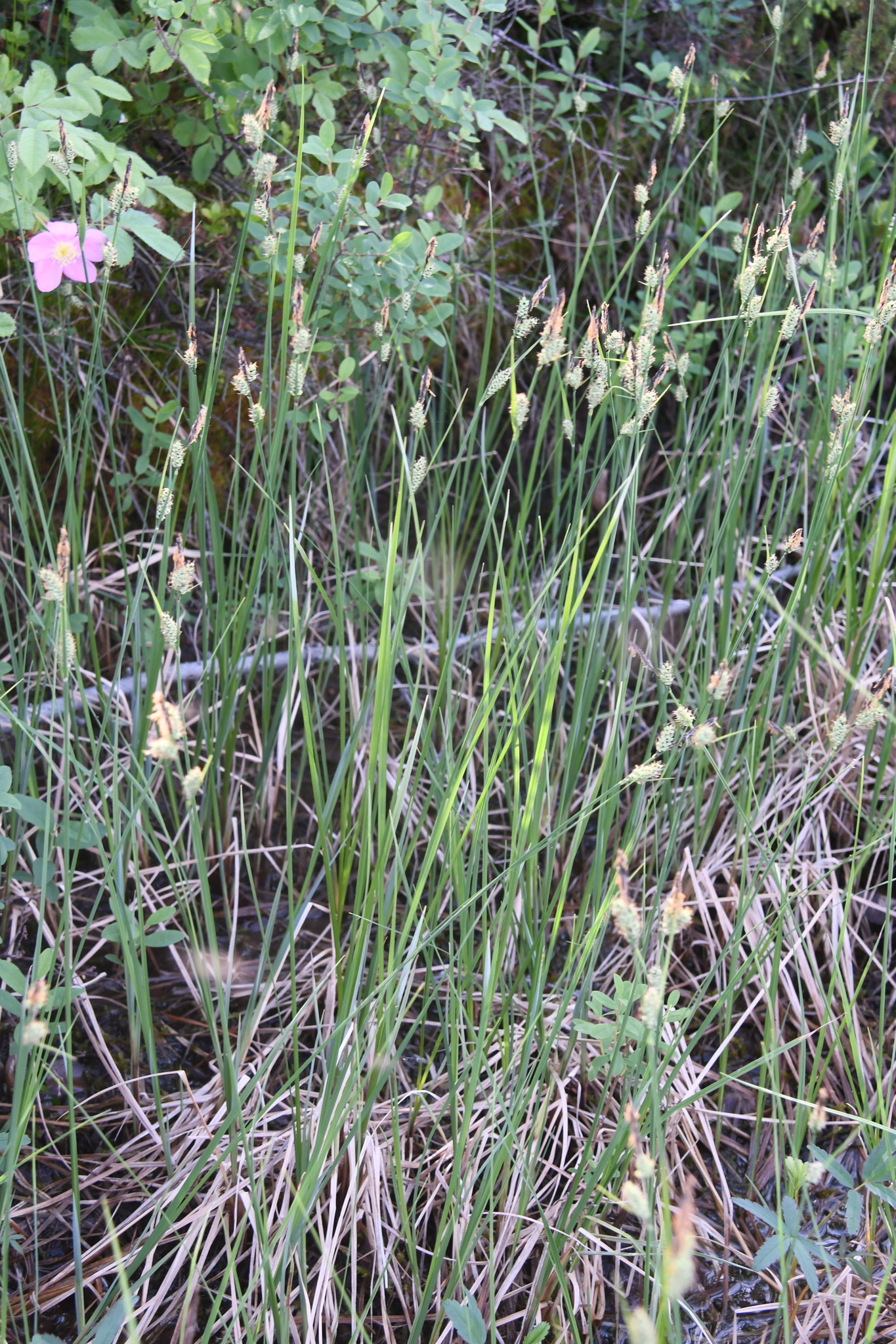 ����� ����������