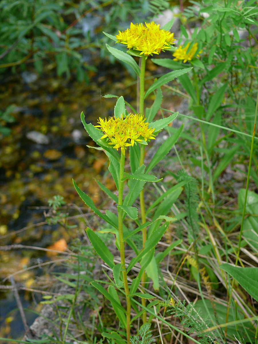 ������� �����������