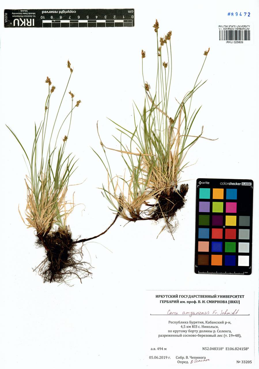 ����� ���������