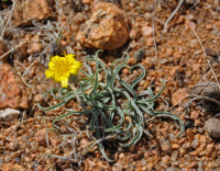 �������������� ��������