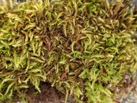 ������-������ ����������