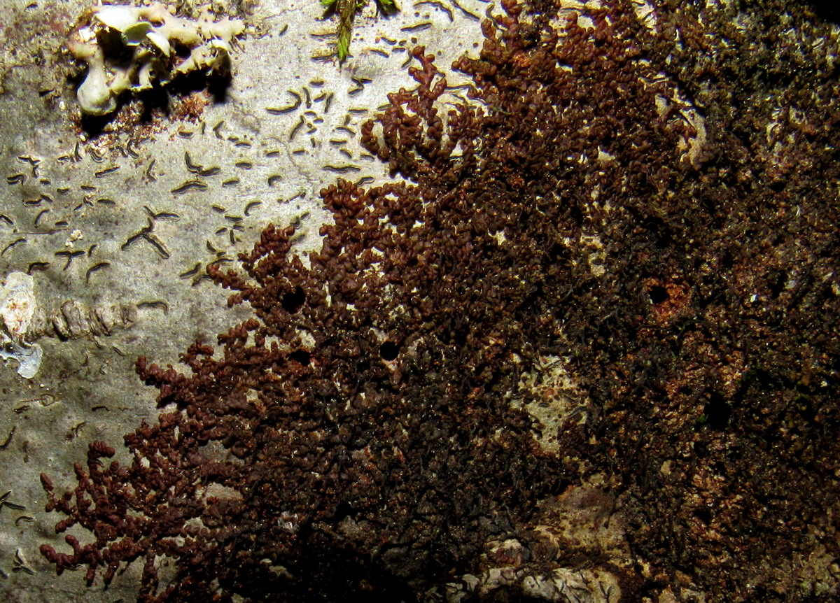 ��������� ���������