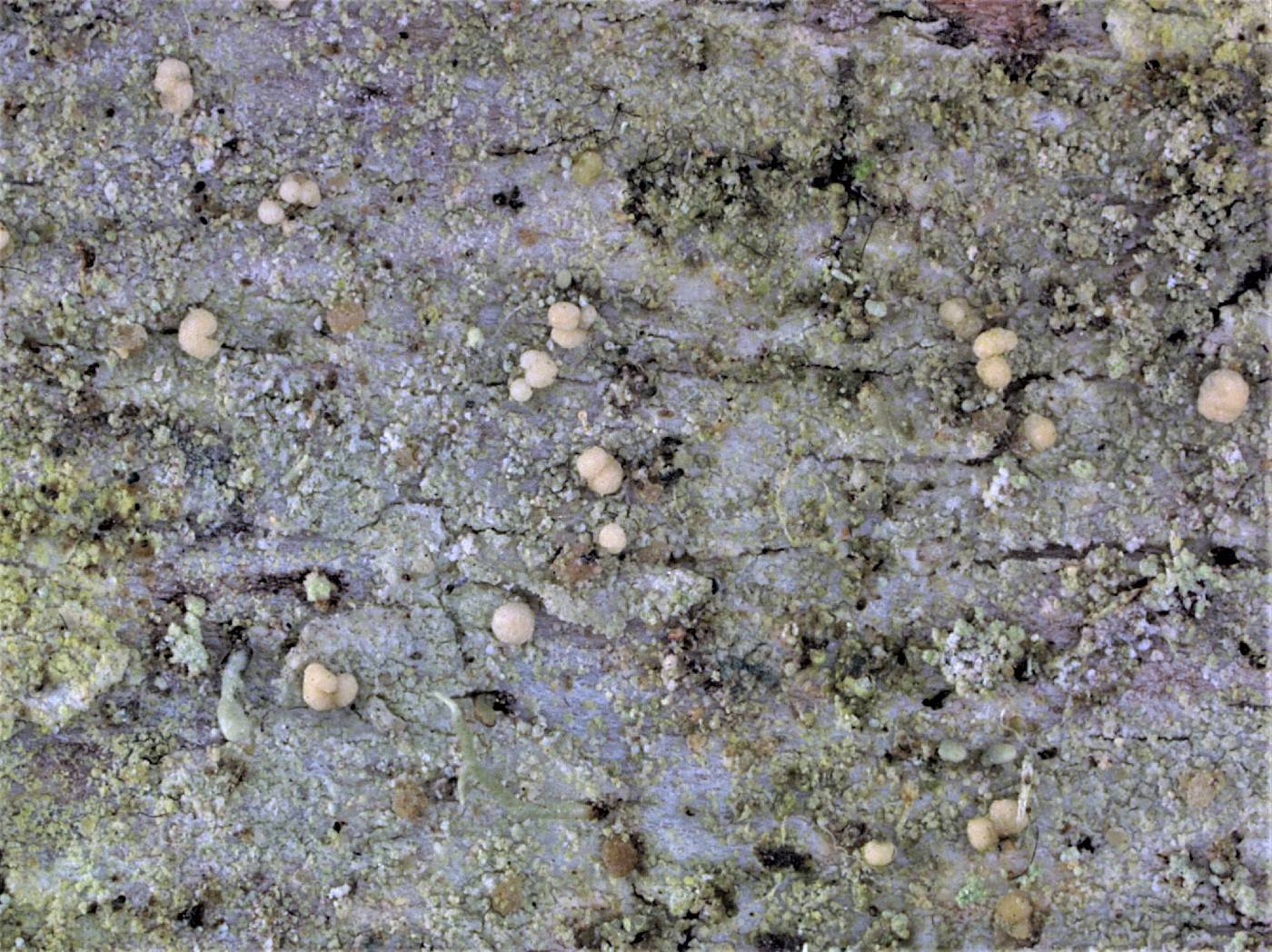 �������������� ����� ���������