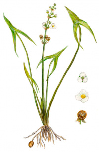 ���������� ����������