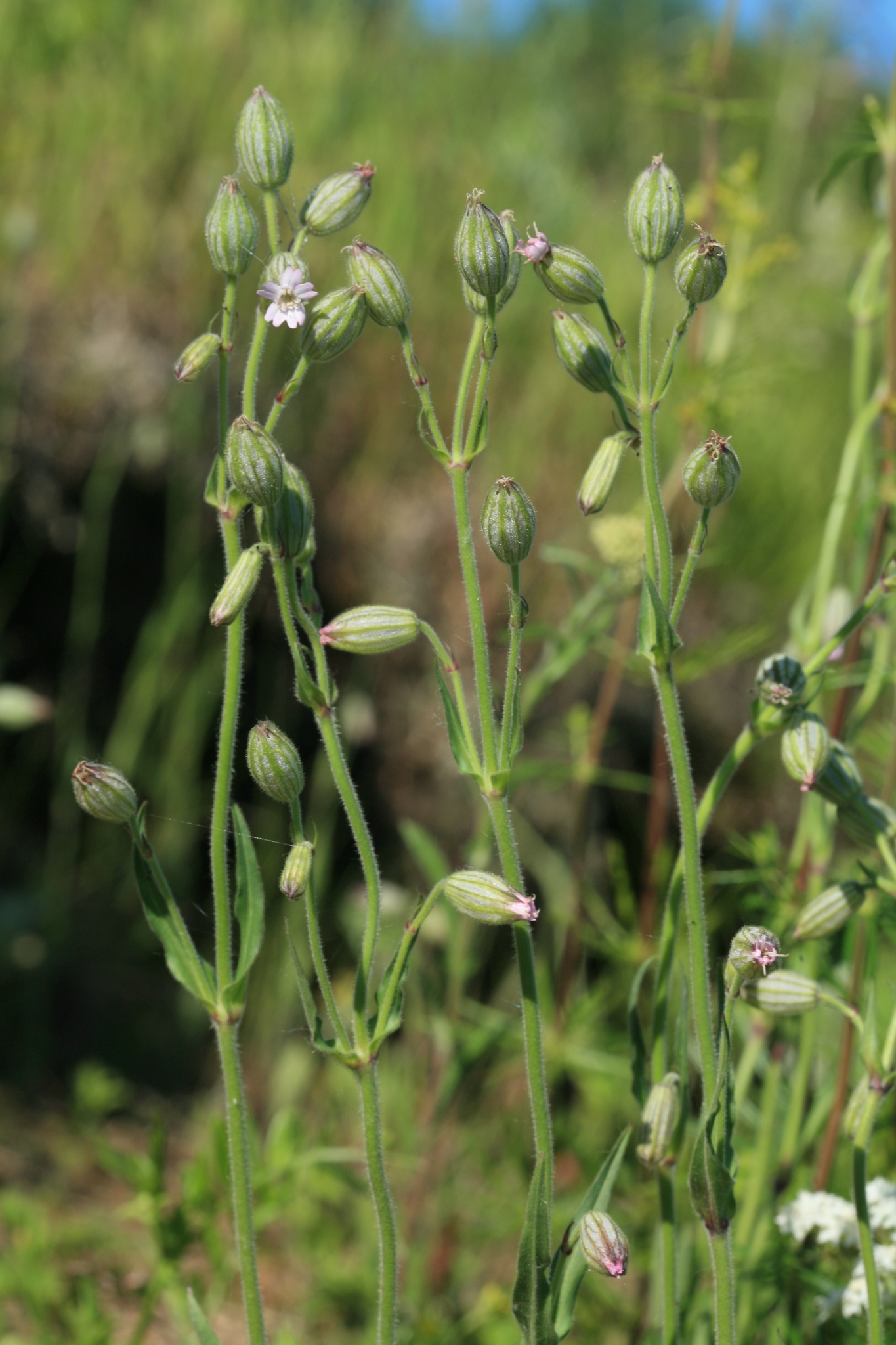 �������� �����������