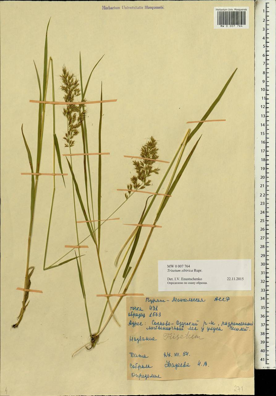 �������������� ���������