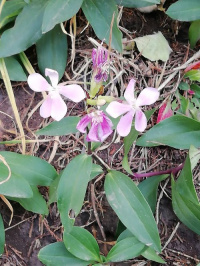 ��������� �������������