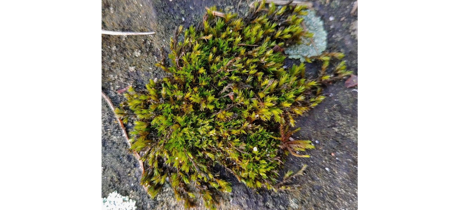 ���������� �������������