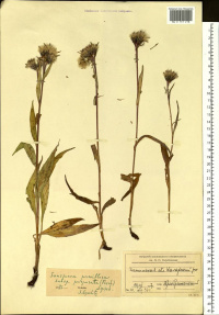 �������� ����������