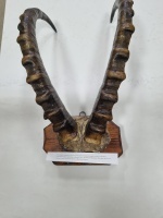 ���� ���������� ��������