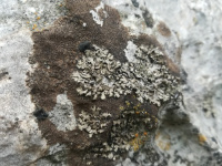 ���������� �����������