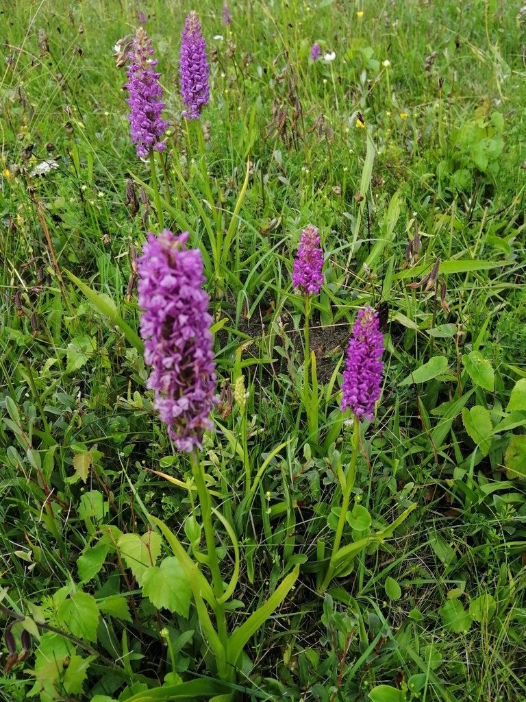 �������� �����������