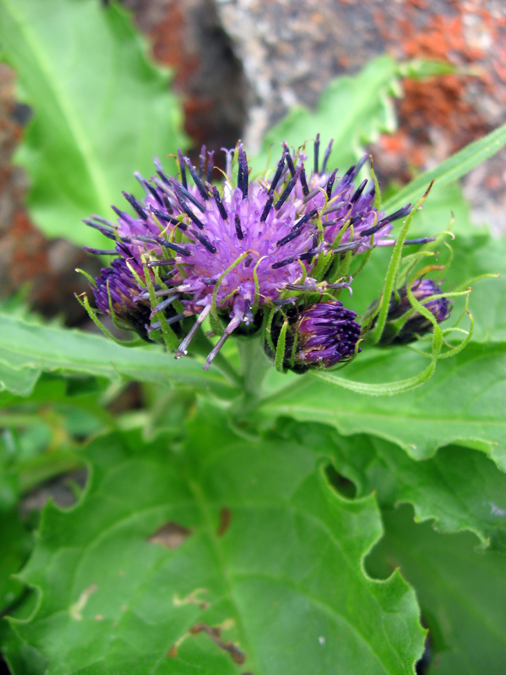 �������� ��������