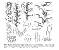 �������� �������