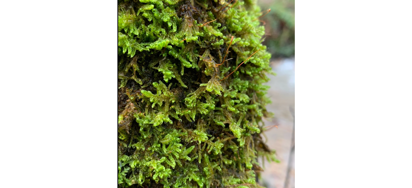 �������� �����������