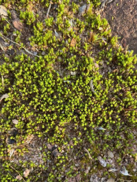 ����� �����������