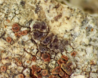 Acarospora nitrophila