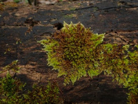 ����������� ��������