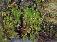 ����������� ��������