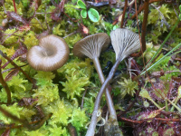 Arrhenia philonotis�