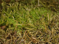 ���������� ���������