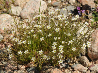 �������� ��������