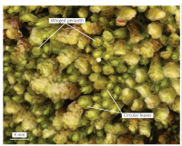 ����������� ����������������