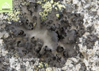 ����������� ������������, �������� ������������