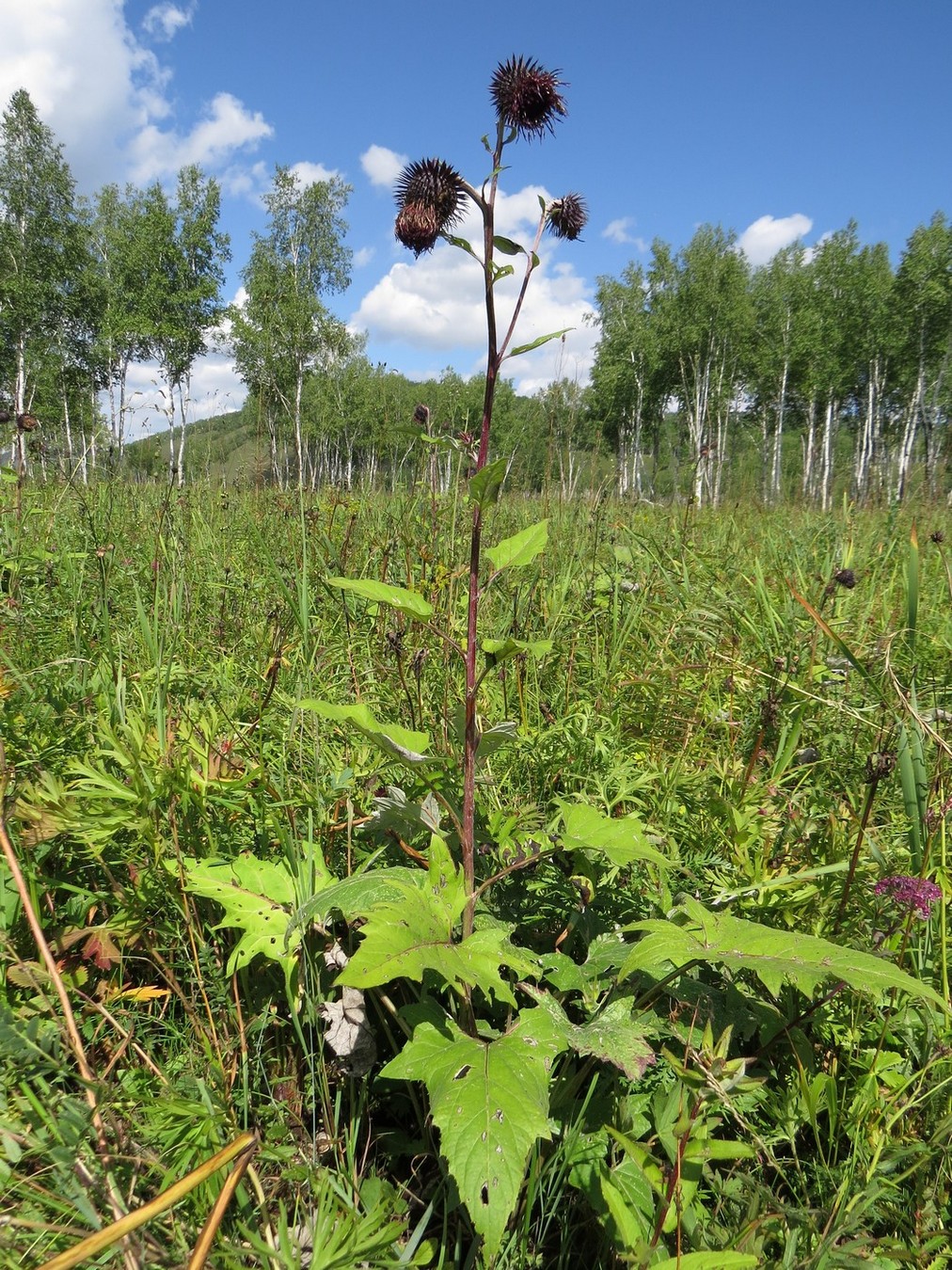 ��������������� ������������