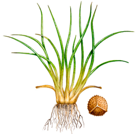 �������� ��������������