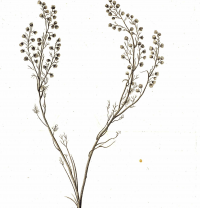 ������ �������������